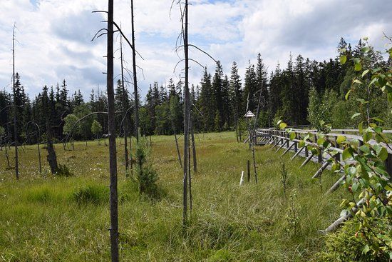Rezerwat przyrody Torfowisko pod Zieleńcem